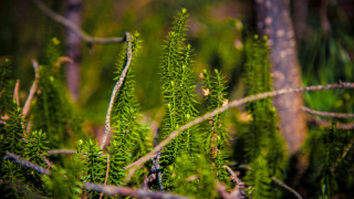 Bamboo plant leaves branches blurry - a close up of a plant free wallpaper