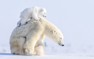 Polar bear cub on back - its back in free wallpaper