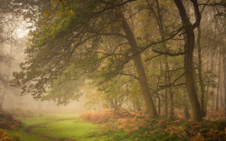 Forest path mist sunlight tonalism - mist free wallpaper