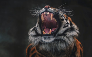 Tiger open mouth sharp teeth 2 - its mouth open free wallpaper for desktop