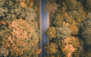 Autumn road yellow leaves white - yellow leaf free wallpaper