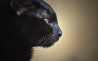 Black cat green eyes shallow 2 - soft free wallpaper for desktop