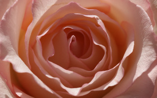 Pink rose macro shallow depth - a pink center free wallpaper