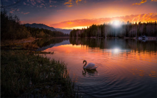 Swan lake sunset trees magic - a swan free wallpaper