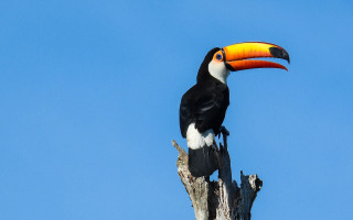 Toucan tree branch blue sky - orange beak free wallpaper