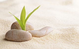 Plant sprouting rocks sand green - anne geddes free wallpaper for desktop
