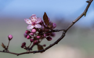 Pink branch flower bug butterfly - pink flower and leaves free wallpaper
