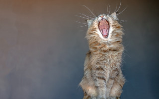 Cat yawning table art photography - mouth wide open free wallpaper