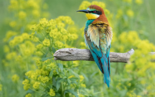 Colorful bird flower field bokeh - a colorful bird free wallpaper