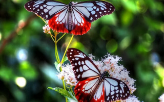 Blue butterfly flower bokeh nature - a blurry background of trees and bushes free wallpaper for desktop