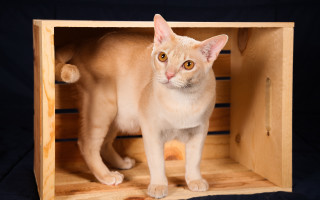 Cat wooden crate black background - a black backdrop free wallpaper