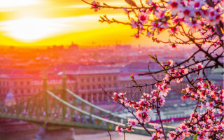 Bridge river sunset pink flowers - the foreground and a sunset in the background free wallpaper