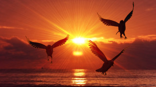 Birds sunset ocean clouds flying - three bird free wallpaper