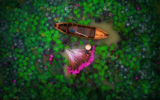 Lake forest flowers green field - a lush green field free wallpaper