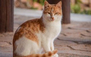 Sad orange cat photorealistic blurry 2 - orange free wallpaper