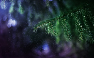 Pine branch blurry lights nature - a close up of a pine tree branch free wallpaper