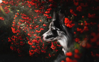 Dog bush redflowers sunbeam autumn - a sunbeam in the background free wallpaper for desktop