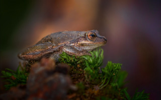 Frog mossy branch night blurry - a frog free wallpaper for desktop