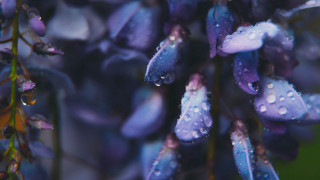 Purple flowers water droplets macro - purple flower free wallpaper for desktop