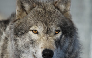Wolf yellow eye closeup naturalism - a yellow eye free wallpaper