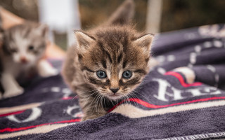 Kitten blanket curious shiba inu - a curious look free wallpaper
