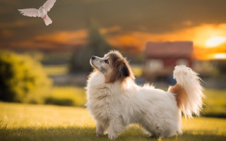 Dog field bird sunset elkevogelsang - a house in the background free wallpaper