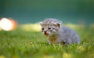 Kitten grass blurry background impressionist - adorable free wallpaper