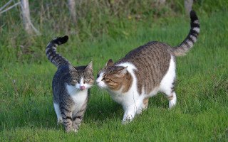 Two cats walking grassy field - grassy free wallpaper