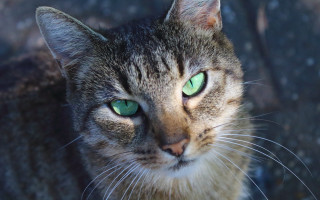Black cat green eyes macro 8 - its face and chest free wallpaper