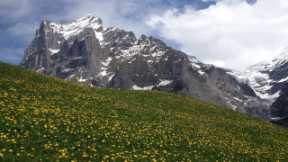Flower field mountains snow cloudy - the top of the mountains free wallpaper