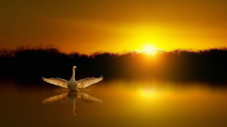 Swan floating lake sunset wings - a swan free wallpaper