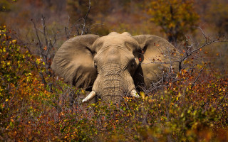 Elephant autumn leaves bushes forest - an elephant free wallpaper