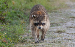 Raccoon dirt road grass weeds - darrell riche free wallpaper for desktop
