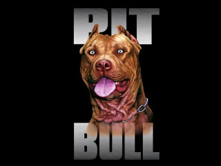 Dog pitbull face chain neck - its neck free wallpaper