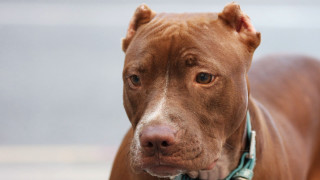 Brown dog blue collar serious - ella guru free wallpaper