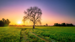 Sunset tree path nature horizon - the sun setting behind free wallpaper
