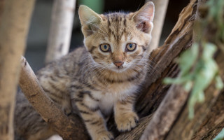 Small kitten tree branch animal - a small kitten free wallpaper