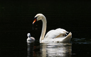 Swan young pond dark water - a few drop of water free wallpaper