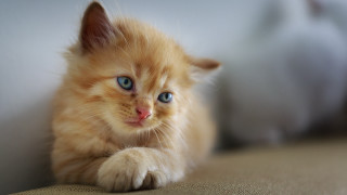 Orange kitten blue eyes couch - a small orange kitten free wallpaper