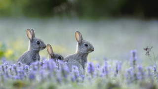 Rabbits flower field beatrix potter - a field of flowers and grass free wallpaper