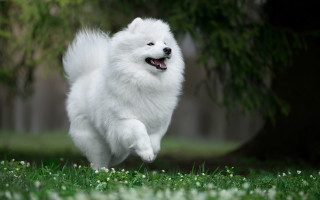 White dog running field flowers 2 - dan content free wallpaper for desktop