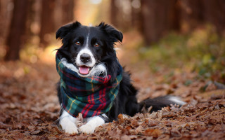 Dog scarf woods autumn bokeh - the dog free wallpaper for desktop