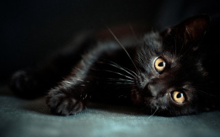Black cat yellow eyes curious - david dougal williams free wallpaper
