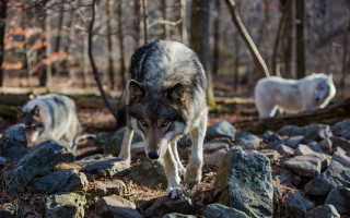 Wolf rocks forest animals fallen - fallen free wallpaper for desktop