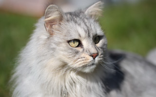 Cat white fur green eyes - a blurry background of grass free wallpaper for desktop
