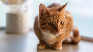 Cat orange bokeh focus photorealistic - orange free wallpaper