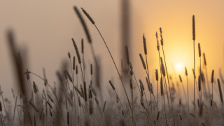 Field tall grass sunset ocean - a hazy sky in the background free wallpaper