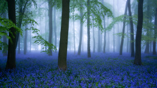 Blue forest foggy magic tree - the foggy day time free wallpaper