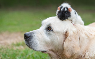 Shiba inu dog rat grass - institutional free wallpaper