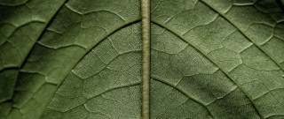 Green leaf macro photography honeycomb - thin free wallpaper
